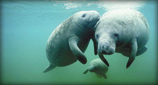 Sea Cows